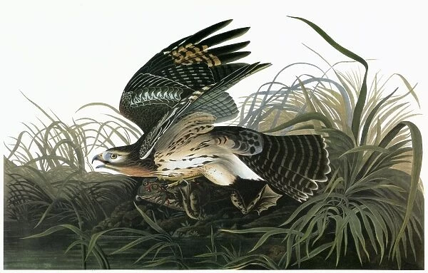 AUDUBON: HAWK. Red-shouldered Hawk (Buteo lineatus)