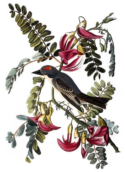 AUDUBON: KINGBIRD, (1827-38). Gray Kingbird, or Gray Tyrant (Tyrannus dominicensis), by John James Audubon for his Birds of America, 1827-38