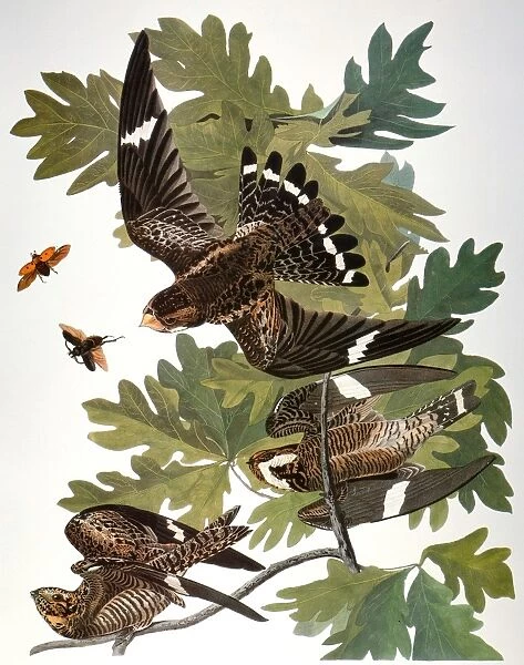 AUDUBON: NIGHTHAWK. Common Nighthawk (Chordeiles minor), from John James Audubons Birds of America, 1827-1838