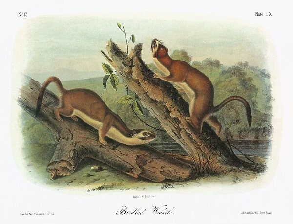 AUDUBON: WEASEL. Bridled, or long-tailed, weasel (Mustela frenata) of the American southwest