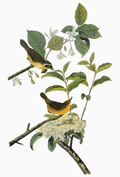 AUDUBON: YELLOWTHROAT. Male (top) and female Common Yellowthroats (Geothlypis trichas)