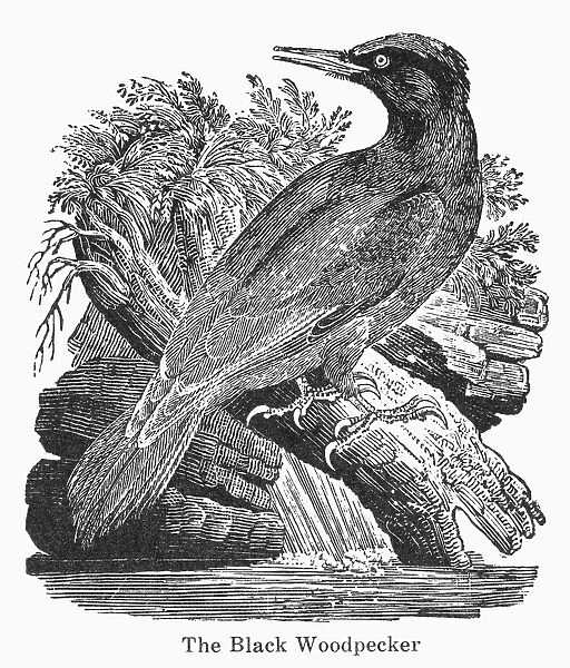 BLACK WOODPECKER. Line engraving, 19th century For sale as Framed ...
