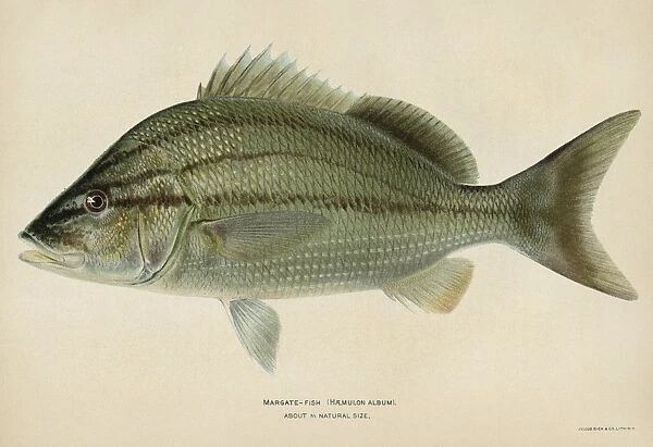 FISH: MARGATE FISH. Margate fish (Haemulon album). Lithograph by Julius Bien & Co