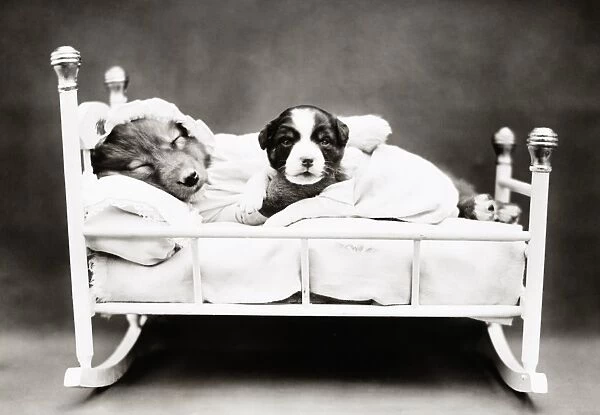 FREES: DOG, c1914. When bedtime comes. Photograph by Harry Whittier Frees, c1914