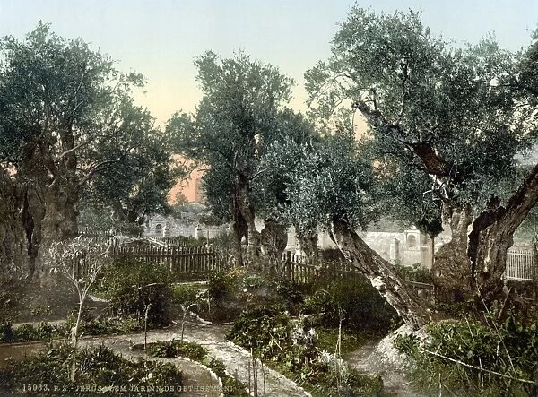 GARDEN OF GETHSEMANE. Old olive trees inside the Garden of Gethsemane, East Jerusalem. Photochrome, c1900