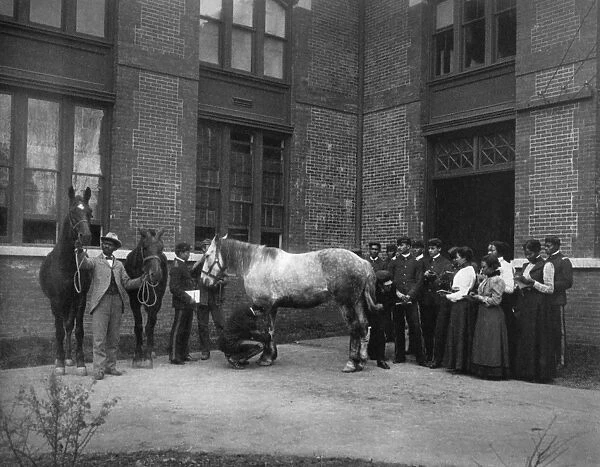 HAMPTON INSTITUTE, c1900. Agricultural class studying the horse at Hampton Institute