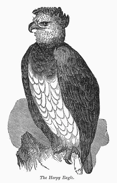 HARPY EAGLE. Wood engraving, 19th century