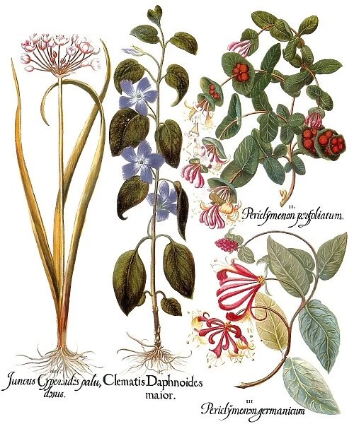 HONEYSUCKLE, 1613. Flowering rush (Butomus umbellatus), left; periwinkle (Vinca major), center; honeysuckle (Lonicera caprifolium), top right; and woodbine (Lonicera periclymenum), bottom right: engraving for Basilius Beslers Florilegium, published at Nuremberg in 1613