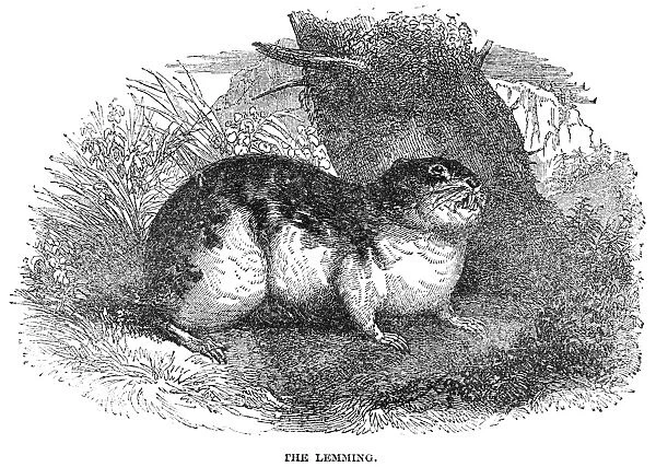 Wood lemming, rodent