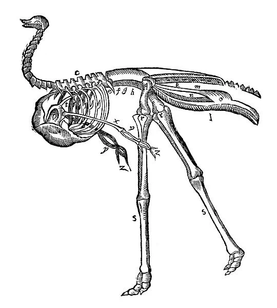 OSTRICH, 16th CENTURY. Skeleton of an ostrich