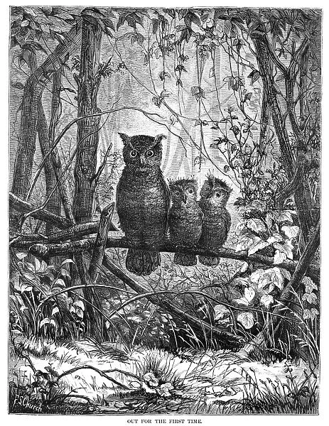 OWLS, 1875. Out for the First Time. Baby owls with their mother. Wood engraving