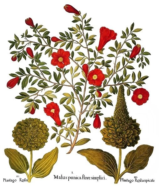 Pomegranate (Punica granatum), center; and plantain weeds (Plantag major). Engraving for Basilius Beslers Florilegium, printed at Nuremberg in 1613