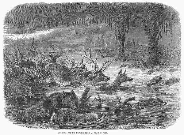 PRAIRIE FIRE, 1866. Animals escaping from a prairie fire. Line engraving, 1866