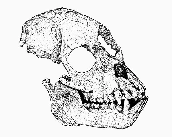 PROCONSUL AFRICANUS. Species of ape that lived in eastern Africa about 18 million years ago, discovered in 1948 by Dr. Mary Leakey at Rusinga Island, Lake Victoria