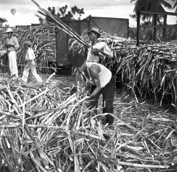 PUERTO RICO: SUGAR CANE. Sugar cane being loaded onto a train for transportation to the refinery