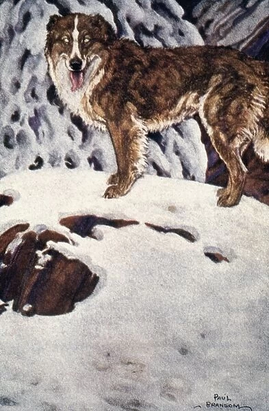 CALL OF THE WILD, 1903. Buck. Illustration by Paul Bransom (Photos ...