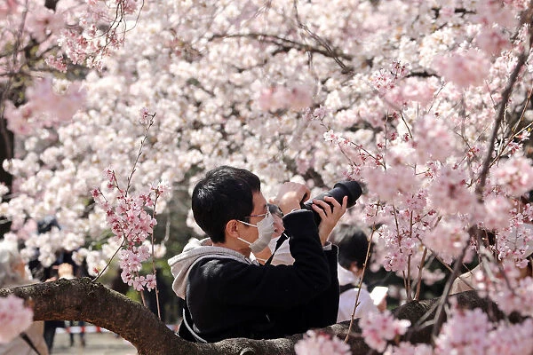 Japanese wear masks for Cherry Blossom viewing, Shinjuku Gyoen National Park, Tokyo