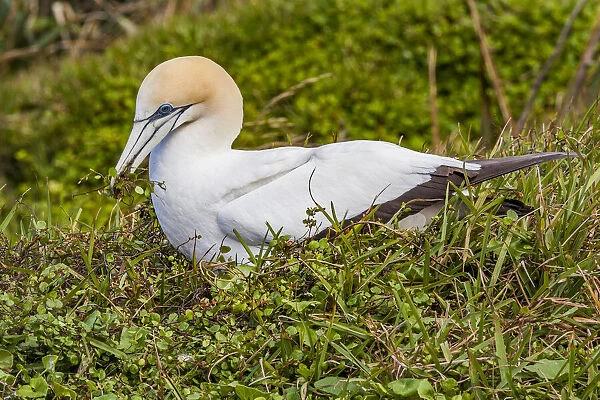 A cape gannet at Muriwai in Northland, New Zealand
