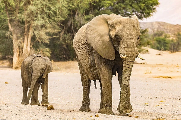 A desert elephant and her baby in Damaraland, Namibia