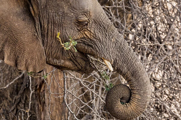 A desert elephant in Damaraland, Namibia