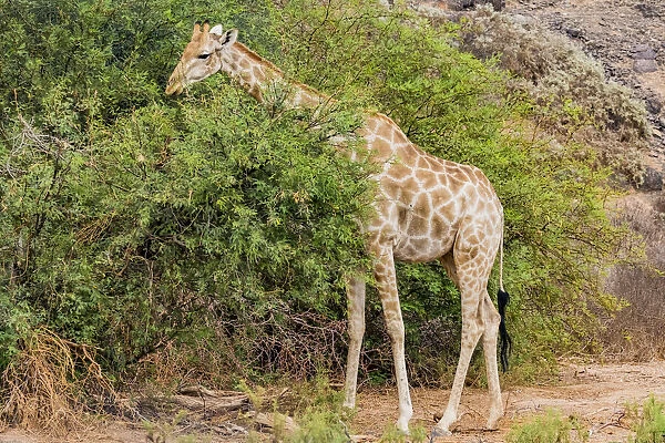 A giraffe in Damaraland, Namibia