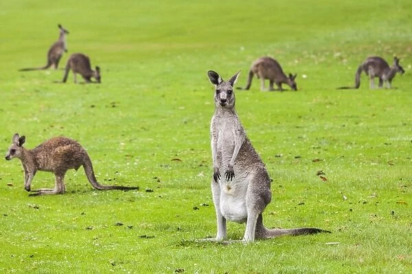 Kangaroos in Merimbula, Australia