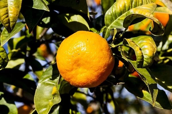 An orange growing in Moncofa, Spain