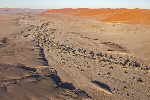 Trees marking out the route of an underground river at Namib-Naukluft National Park, Namibia
