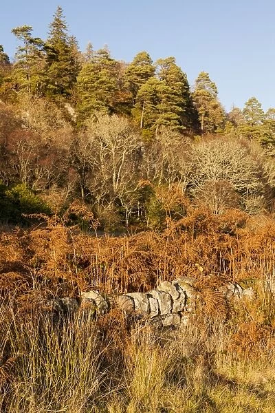 Trees in winter at Port Appin in Argyll and Bute, Scotland