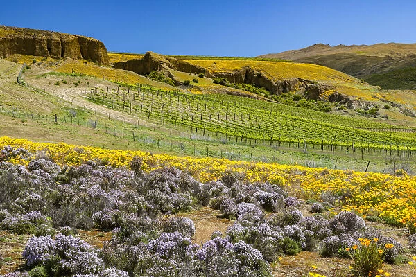A vineyard near Bannockburn in Otago, New Zealand