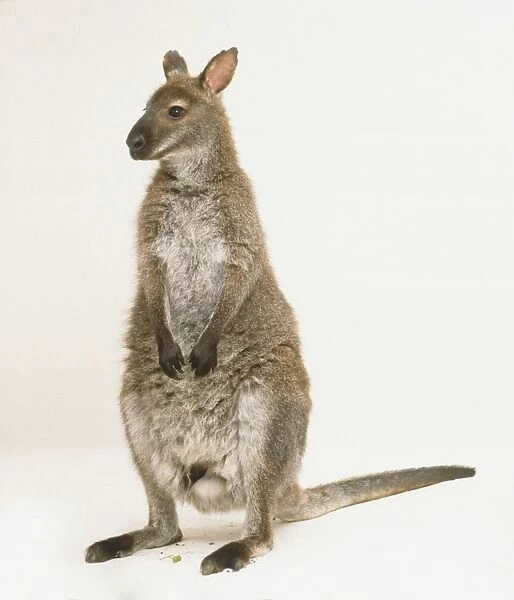 Adult female red-necked wallaby (Macropus rufogriseus)