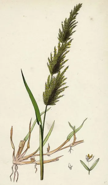 Universal History Archive Botanical Print Universal Images Group
