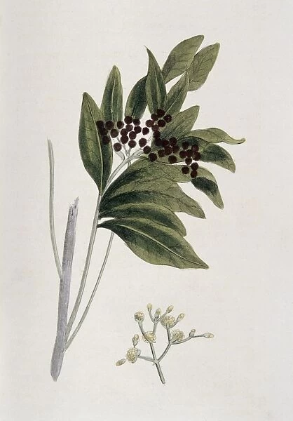 Allspice: Pimenta diocia also naked P officinalis, Native to West Indies and Central America
