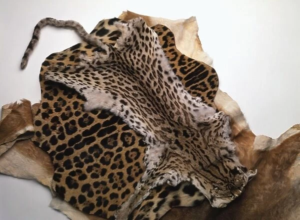 Animals skins, including ocelot, puma, jaguar