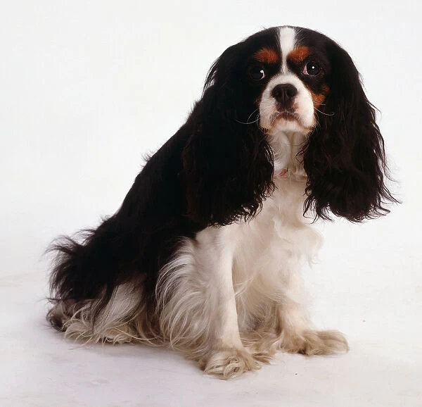 Black and white Cavalier King Charles Spaniel with brown