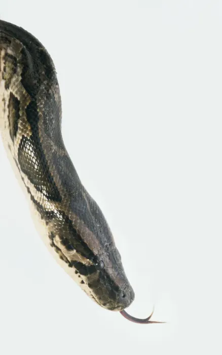 Framed Print : Burmese Python Head Print Framed Print : Burmese Python Head Print