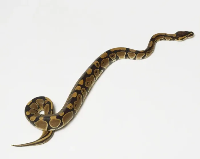 Framed Print : Ball Python Slithering Print