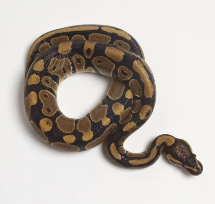Framed Print : Coiled Ball Python Print