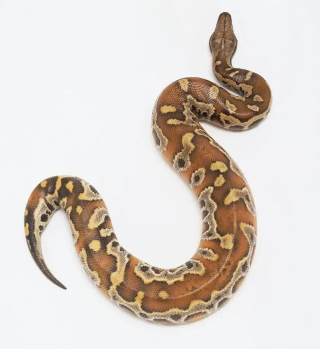 Framed Print : Blood python print