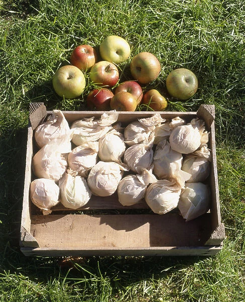 Apples in the grass and apples in a box, individually wrapped in greaseproof paper