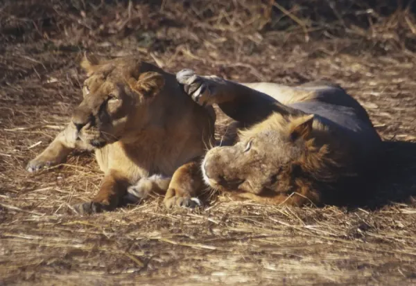 Asiatic Lion and Lioness Print Gir National Park, Art