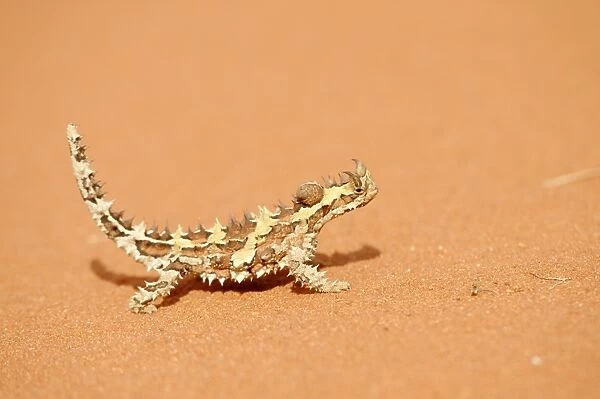 Australia, northern territory, uluru-kata tjuta national park, thorny devil in desert