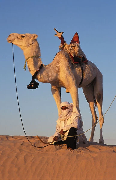 Bedouin and dromedary in the Sahara
