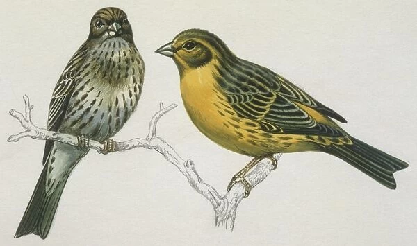 Birds: Passeriformes, Canary (Serinus canaria) couple, illustration
