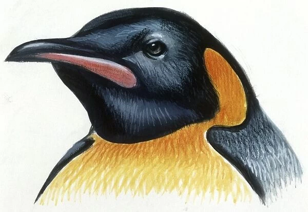 Birds: Sphenisciformes, head of King Penguin (Aptenodytes patagonicus), illustration