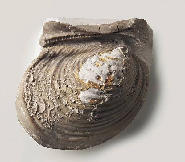 Bivalves - Volviceramus: A fossilised inoceramid oyster shell, which lived in warm seas cemented to solid objects