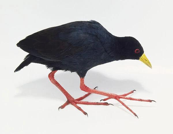 A Black Crake (Amaurornis Flavirostris), side view