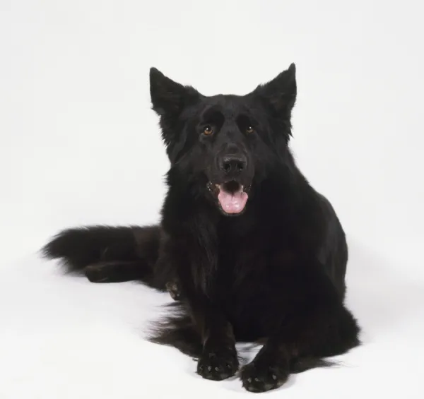 Black long hair German Shepherd dog, lying down and panting