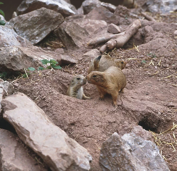 Black-tailed prairie dogs (Cynomys ludovicianus), young animal appearing out of hole, two adults animals outside