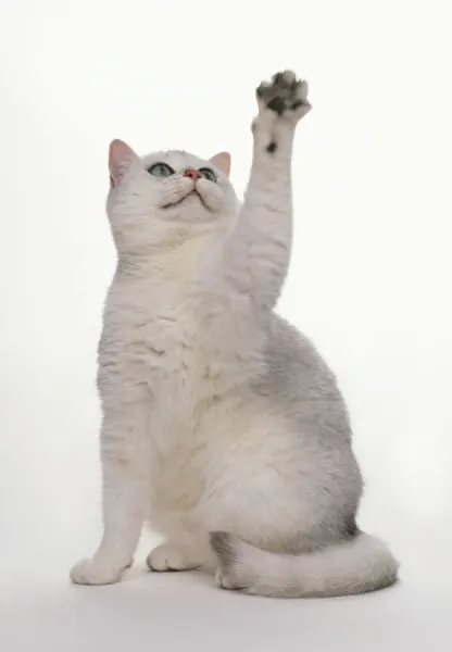 Black Tipped British Shorthair Print (Front Art Prints